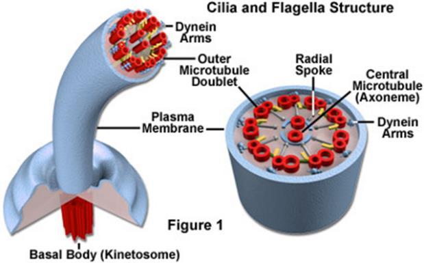 K. Flagella are long whip like tails of microtubules bundles used for movement (usually 1-3 in number) Help sperm cells swim to egg L.