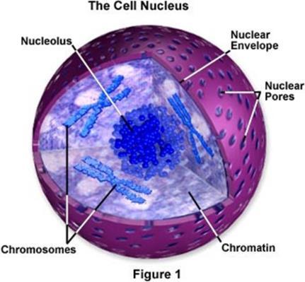 Most cells have 1 nucleolus, but some have several 2. Has a protein skeleton to keep its shape 3.