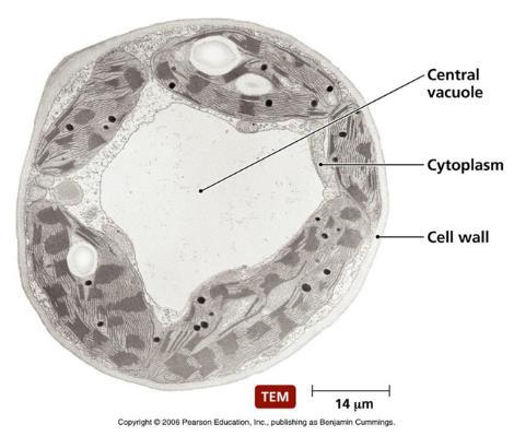 Cell walls are nonliving, protective layers around the cell membrane in plants, bacteria, & fungi 1.