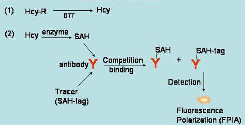 Chromatographic Method: Hcy The Chromatographic assay usually uses an HPLC or amino acid analyzer and an ion exchange column to separate derivatized Hcy molecules based on retention times.