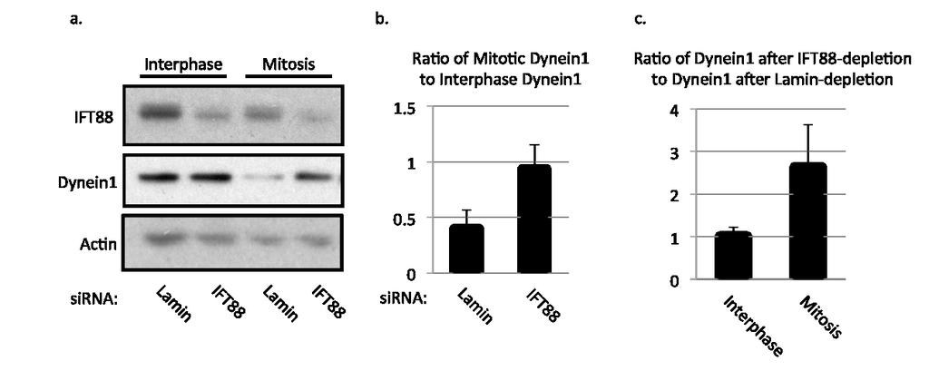 Figure A-1 IFT88 regulates dynein1 levels specifically during mitosis.