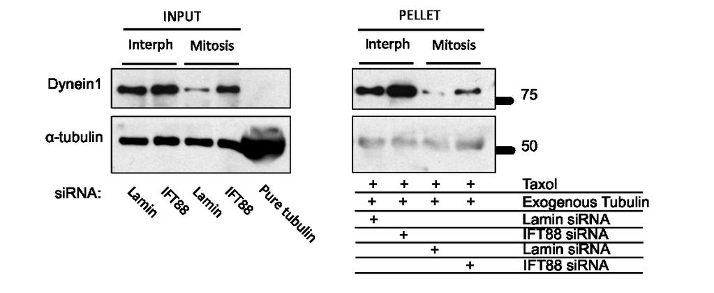 Figure A-2 Increased mitotic dynein1 resulting from IFT88-depletion binds microtubules.