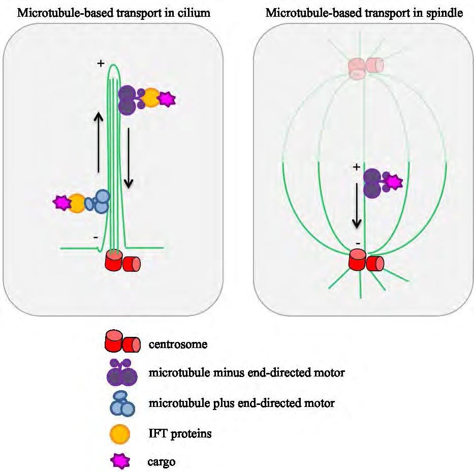 Figure I-1 Cilium and spindle are assembled and maintained through microtubulebased transport.