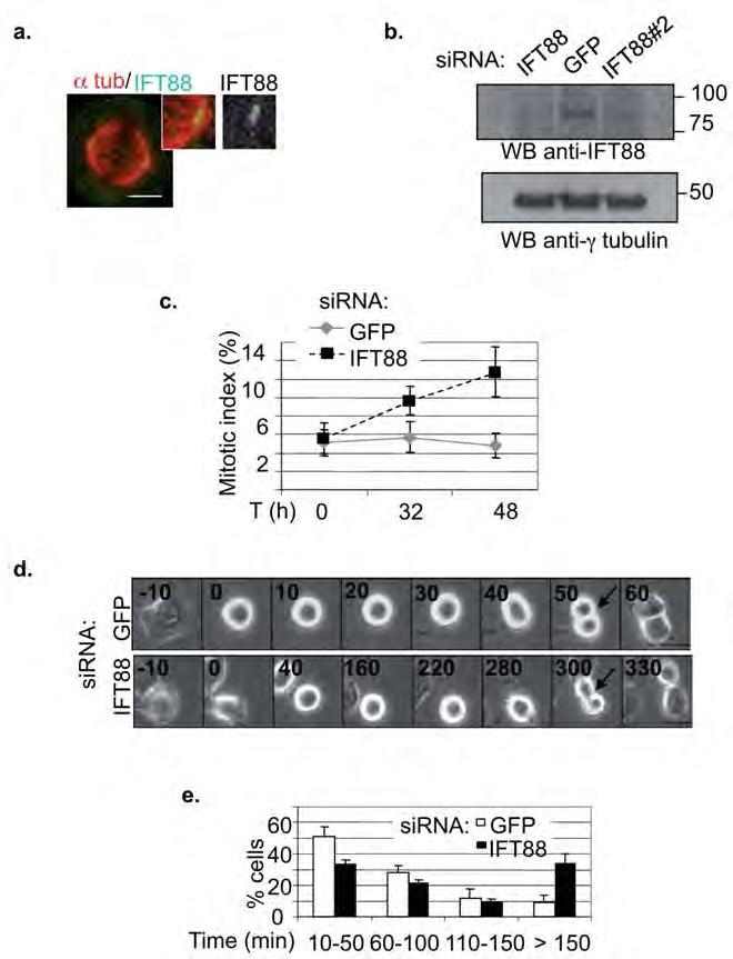 45 Supplemental Figures Figure II-S1 IFT88 depletion leads to mitotic defects in HeLa cells. (a) Immunofluorescence images of IFT88 at spindle poles in a metaphase HeLa cell.