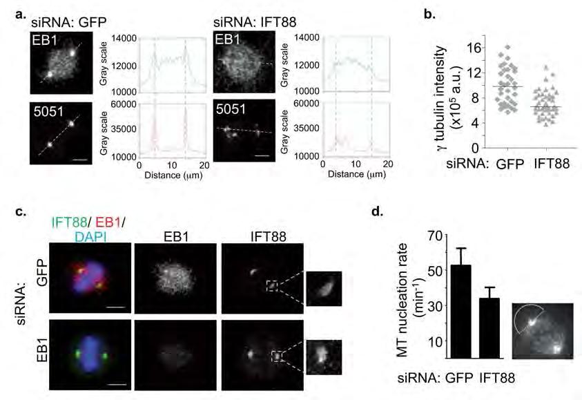Figure II-S3 IFT88 depletion disrupts the spindle pole localization of EB1 and gamma tubulin thus decreasing MT nucleation at spindle poles, whereas EB1 depletion does not disrupt spindle pole