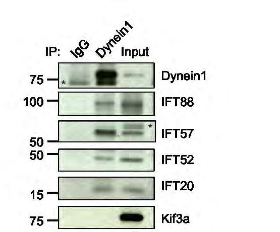 Figure III-2 IFT complex B members interact with dynein1 during mitosis.