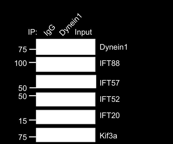 Cells were synchronized using nocodazole. IFT complex B members, IFT88, IFT57, IFT52, and IFT20 co-immunoprecipitated with dynein1.