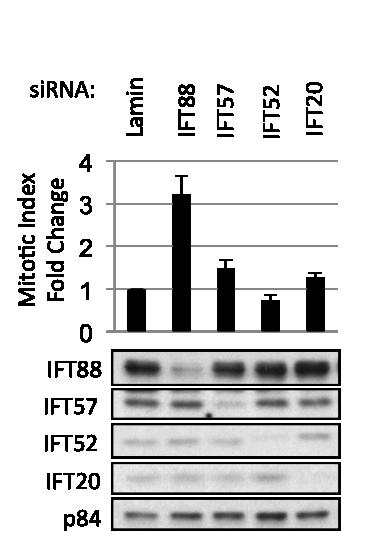 Figure III-4 Loss of IFT88, but not IFT57, IFT52, or IFT20 results in increased mitotic index.