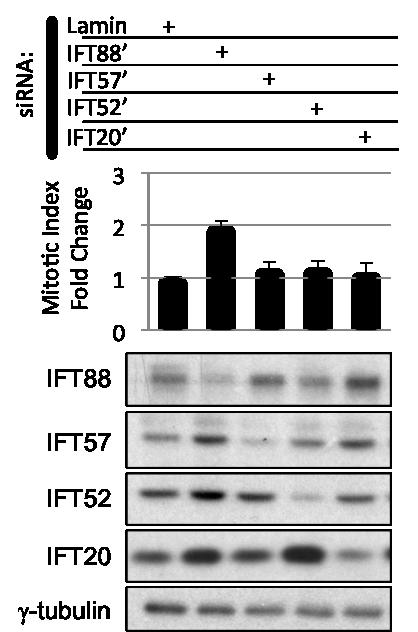 Figure III-5 Using an additional sirna against each protein, loss of IFT88, but not IFT57, IFT52, or IFT20 results in increased mitotic