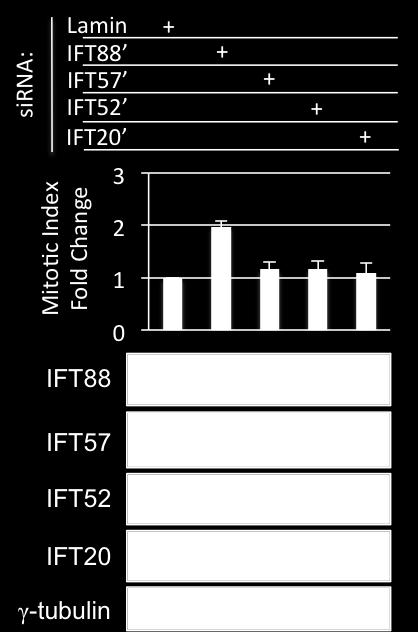 Top panel: quantification shows mitotic index fold change in populations depleted of indicated proteins compared to a lamin-depleted control