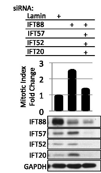 Figure III-7 Simultaneous depletion of IFT88, IFT57, IFT52, and IFT20 rescues mitotic index increase associated with IFT88-depletion