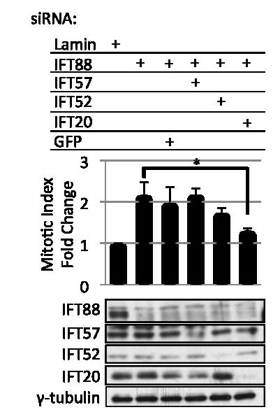 Figure III-8 Simultaneous depletion of IFT88 and IFT20 rescues mitotic index increase associated with IFT88-depletion alone.