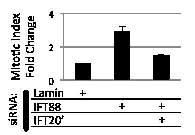Figure III-9 Depletion of IFT20 at the same time as IFT88 (using a second sirna sequence targeting
