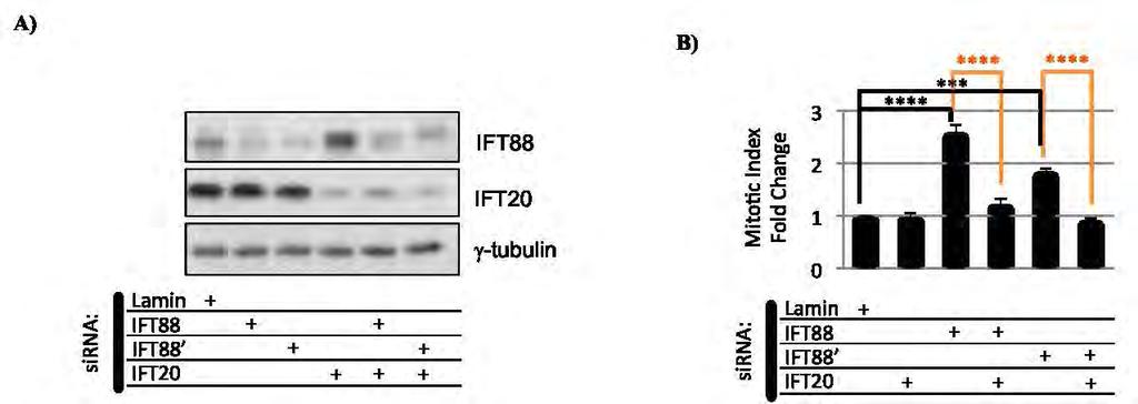 Figure III-10 Depletion of IFT20 at the same time as IFT88 (using either of two separate IFT88 sirna sequences) rescues mitotic index increase