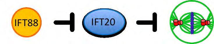 Figure III-12 Model for IFT88 and IFT20 co-function in mitosis.