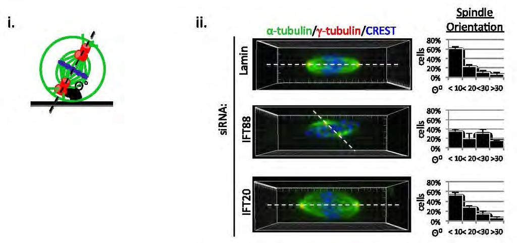 Figure III-15 Depletion of IFT88 but not IFT20 disrupts mitotic spindle orientation.