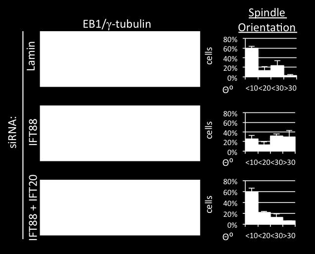 indicated proteins. Spindle, EB1 (green), spindle poles, γ-tubulin (red). Dashed line, spindle pole axis.