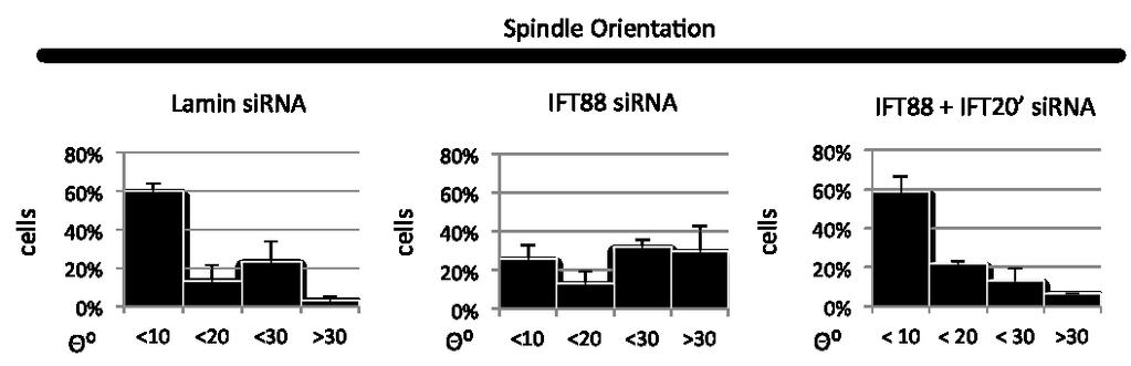 Figure III-17 Simultaneous depletion of IFT88 and IFT20 (using a second sirna against IFT20) rescues