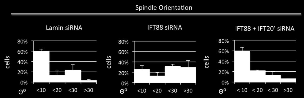 Quantification of the angle (θ ) between the spindle pole axis and the growth substrate.