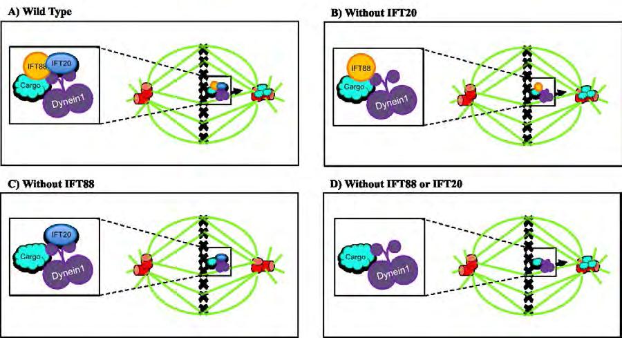 Figure III-22 Hypothetical model for IFT88 and IFT20 co-function during mitosis. IFT88 and IFT20 are regulatory members of a dynein1 driven transport complex.