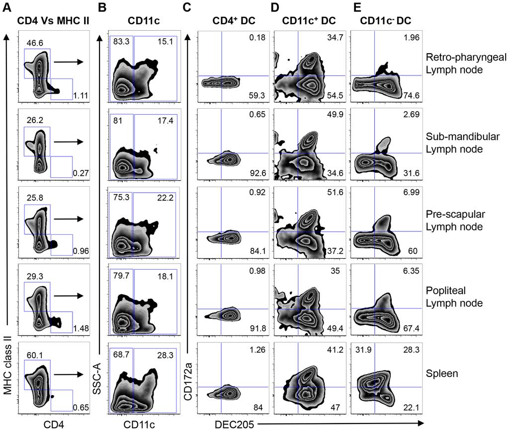 Figure 9. Phenotypic characterization of DC subsets in secondary lymphoid organs.