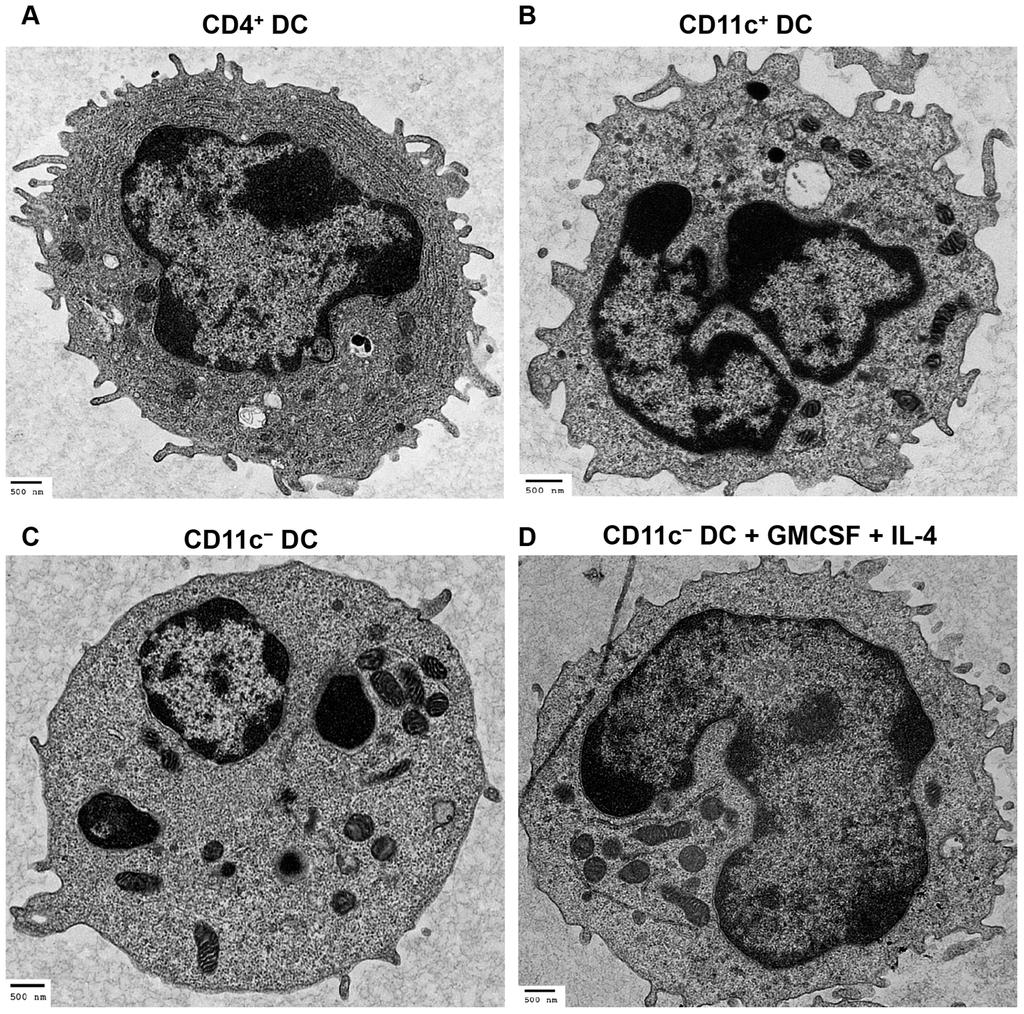 Distinct Subsets of Cattle DCs Figure 3. Transmission electron microscopy of peripheral blood DC subsets. TEM analyses of freshly isolated DC subsets and cytokinestimulated CD11c2 DC.