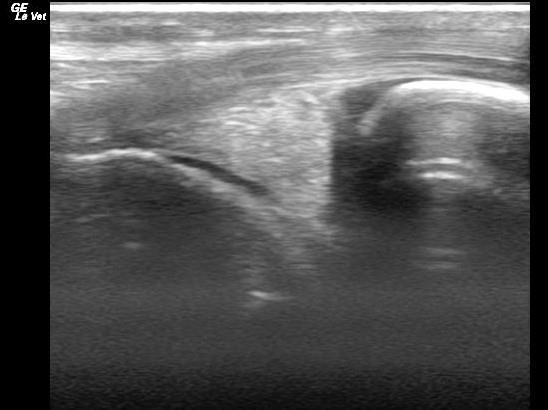 STIFLE ANATOMY - ultrasound Fibers of Medial Collateral Ligament Femur Tibia Ultrasound image of the medial meniscus and the