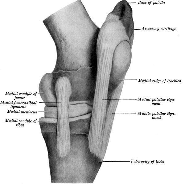 STIFLE ANATOMY - diagram PATELLA FEMUR TIBIA This diagram (lateral or side view of the stifle) shows important soft tissue structures not visible on radiographs.