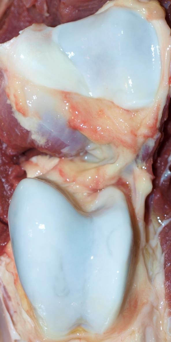 STIFLE ANATOMY gross dissection Patella fibrocartilage ARTICULAR SURFACES OF THE FEMOROPATELLAR JOINT In this dissection, the patellar ligaments have been removed and the patella flipped upwards to