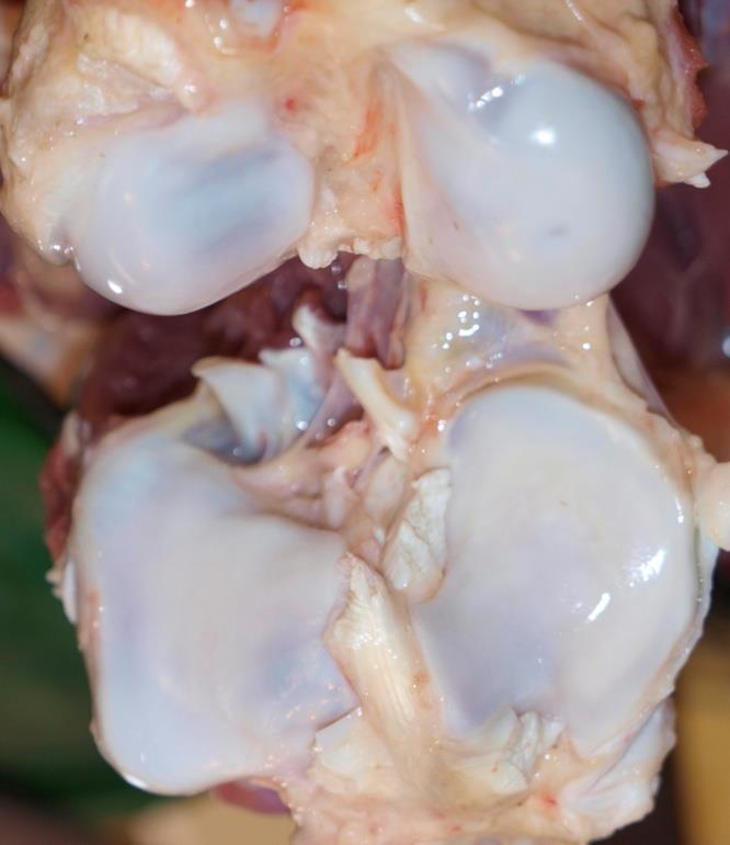 STIFLE ANATOMY gross dissection