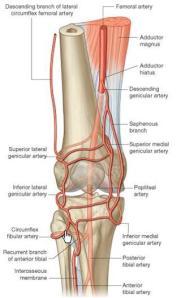 proximally Expose virgin quadriceps tendon