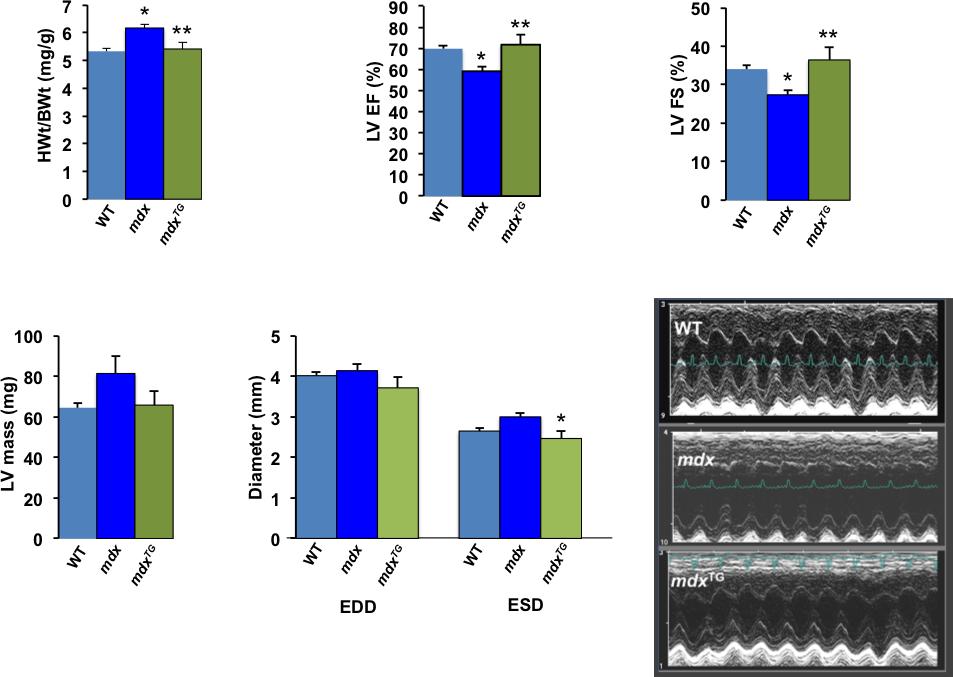 A B C D E F Figure 8. Physiological evaluation of DMD mice overexpressing SSPN.