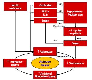 Low T Causes Excess Adipocytes and Inflammation