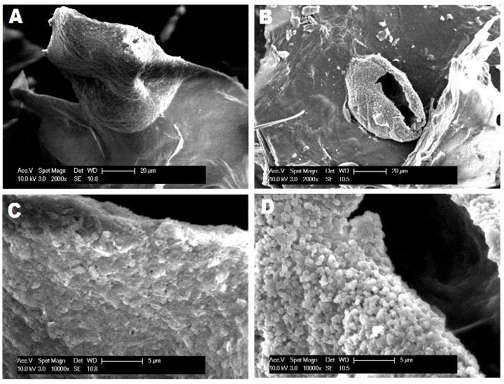the complexation of xylan and TA. Similar beads were not observed in aerogels containing 1.5% total polysaccharides with TA. Figure 7. Scanning electron micrograph of xylan-nfc-based aerogel samples.