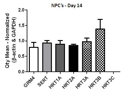 A. B. Supplementary Figure 8 Expression of serotonergic phenotype in Human NPCs (A) Using qrt-pcr we found endogenous expression of the