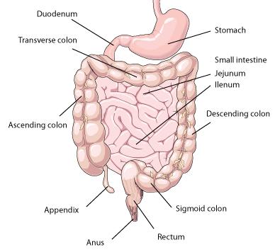 Stomach Endoscopy Video file Small Bowel : Small Intestine Duodenum - Duodenal Bulb - 2 nd part of duodenum (Upper