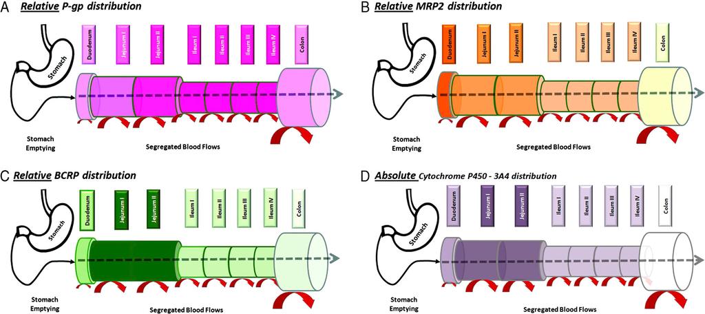 12 M. D. HARWOOD ET AL. Figure 2. Schematic representation of the ADAM model, displaying the mechanistic segmentation of the GI tract into nine sections with segregated blood flows to each section.