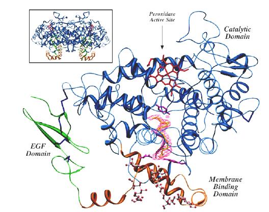 Enzyme Three Dimensional Structure X-ray crystallography (also NMR); physical methods to solve structure of enzymes Conformation with or without substrate provides