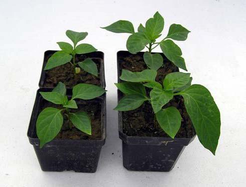 Plant Growth On Amino Acid Fertilizer