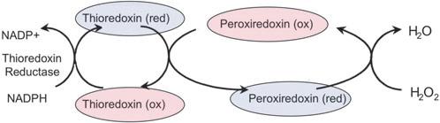Peroxiredoxins Peroxiredoxin uses thioredoxin to reduce hydrogen peroxide in the following reactions: Bell, Hardingham: CNS