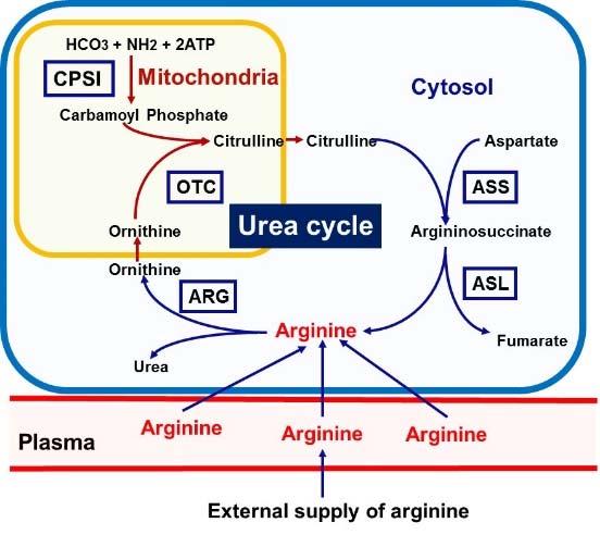 Arginine Metabolism A Major Metabolic Difference In Normal and Cancer Cells Arginine Metabolism in Normal Cells Arginine Metabolism in Cancer Cells Without Urea Cycle Arginine is an amino acid that
