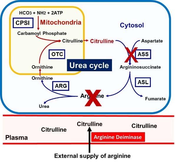 ADI PEG 20 A Novel Treatment For ASS deficient Cancer Cells Arginine deiminase (ADI) is a microbial enzyme that catalyzes arginine into citrulline ADI kills ASS deficient cancer cell effectively in