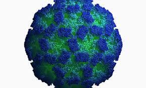 Norovirus It is a highly infectious virus and only a few virus particles are needed to make people unwell.