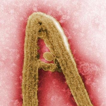 Filoviridiae Ebola Virus Disease (EVD), 2015 Ebolavirus: Taï Forest, Sudan, Zaire, Reston and Bundibugyo Marburgvirus Thread-like, lipid-enveloped viral particles African fruit bat reservoir