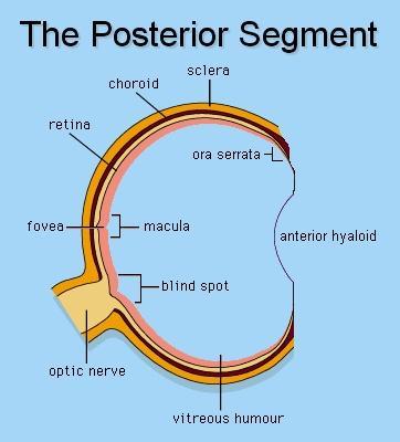 POSTERIOR SEGMENT ONLY THE