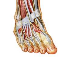 sural nerve) Sural Nerve Located on lateral-posterior aspect of ankle posterior