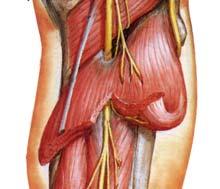 Sural nerve (cut) Sural nerve