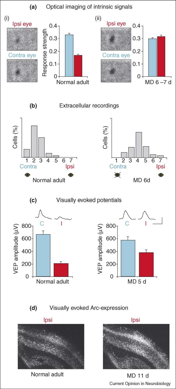Mouse ocular dominance plasticity Hofer, Mrsic-Flogel, Bonhoeffer and Hübener 455 Figure 2 OD plasticity in adult mouse visual cortex can be demonstrated with different methods.