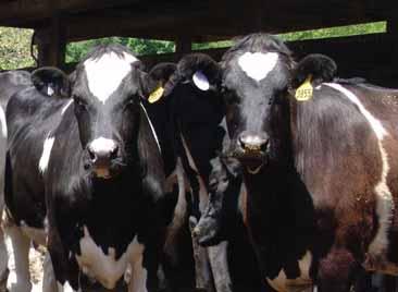 Dairy Issue 9, Spring/Summer 2006 Nutrition and Dairy Fertility It s no secret that good reproductive performance on dairies involves a variety of factors, but often components of reproductive