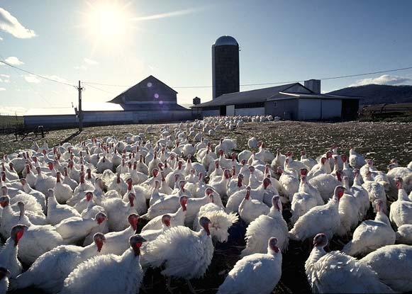 HIGHLY PATHOGENIC AVIAN INFLUENZA POLICY UPDATES DR.